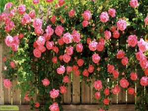 پخش عمده گلاب و عرقیات کاشان