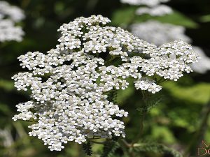 فروش عرق زنیان