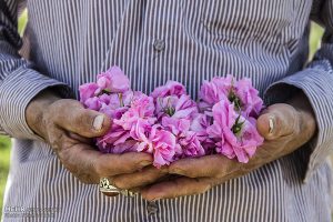 پخش عمده گلاب و عرقیات کاشان