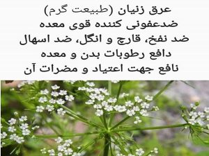 خرید اسانس زنیان عمده با قیمت تولید