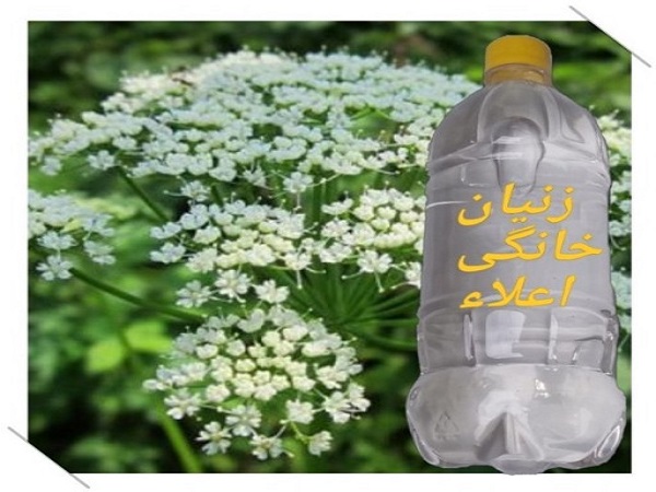 فروش عرق زنیان به صورت عمده و خرد