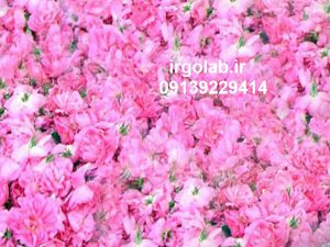 خرید گلاب اصل کاشان با قیمت تولید