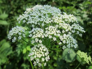 خرید عمده زنیان به صورت اینترنتی با قیمت عمده