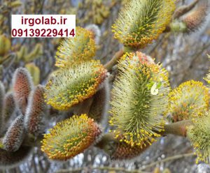 قیمت عمده عرق بیدمشک