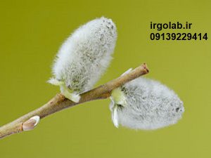 خرید اینترنتی عرق بیدمشک