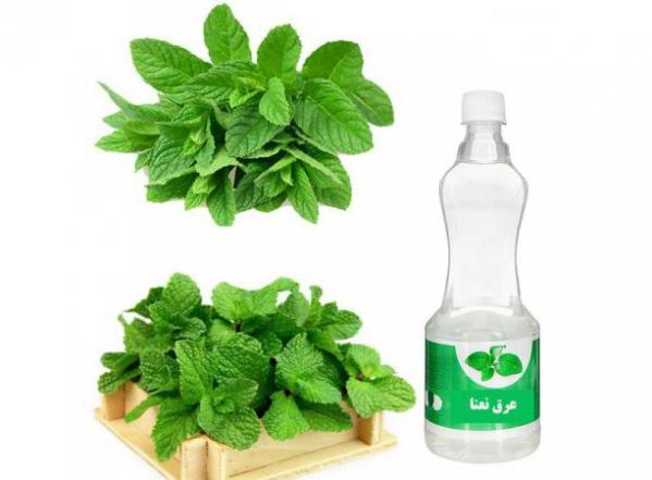 مقدار استاندارد صادرات عرق نعنا