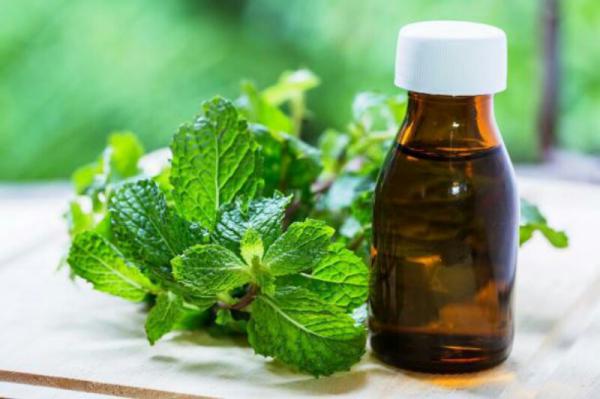 کارخانه تولید عرقیات نعنا ممتاز