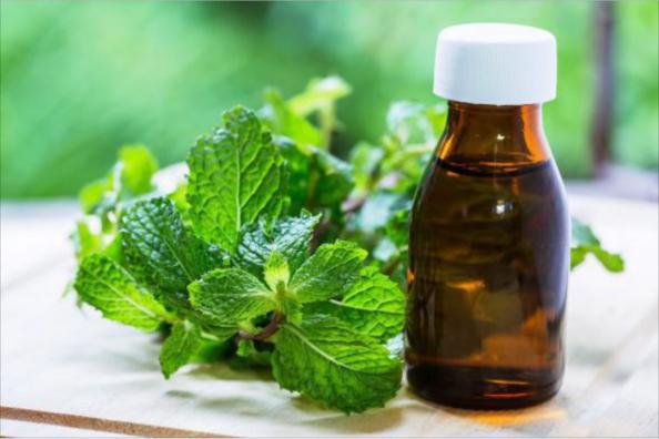 راه های جلوگیری از فساد زود هنگام عرق نعنا