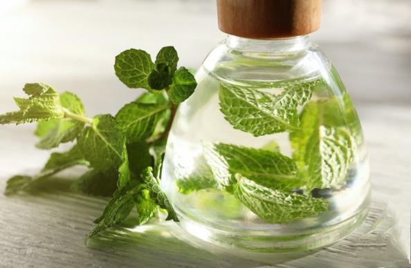 مراحل تولید عرق نعنای پاستوریزه